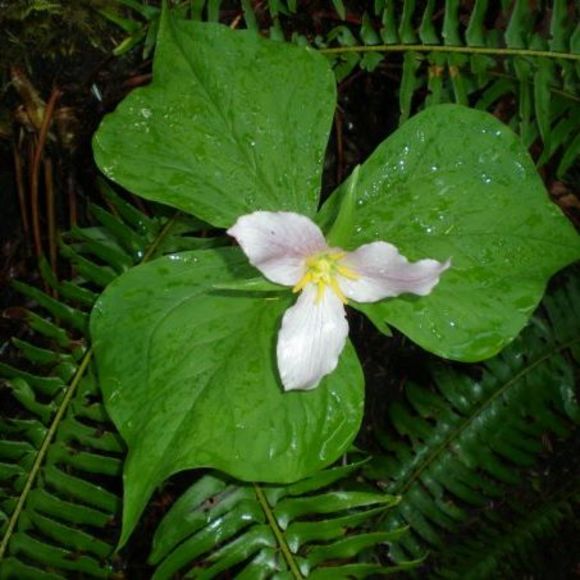 fabularisa